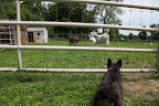 I don't know, they still look a bit slow to me, like they've been munching on a bit too much grass!  I still think that you and I could definitely take 'em!