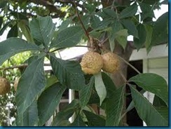 stinging buckeye tree