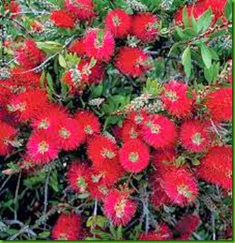 Splendens Bottlebrush