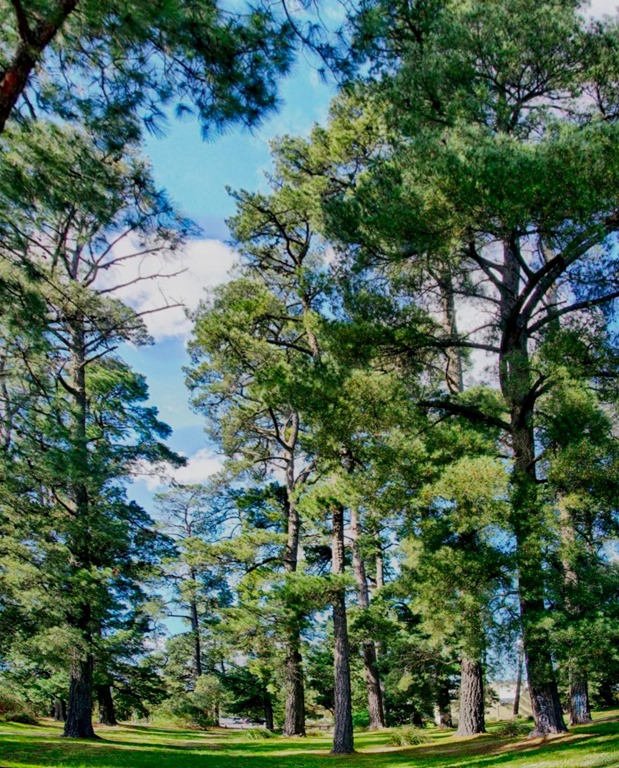 [in%2520the%2520pines%2520pano%255B4%255D.jpg]