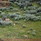 Familia do Bambi - Grand Teton NP -  Montana, EUA