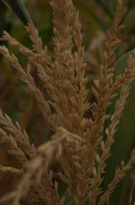 Close up on the maize.