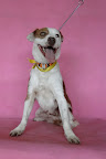 NERON. Macho 8 años
Un poco desconfiado pero cariñoso, noble y juguetón. Dominante, por lo que socializa mejor con perros más grandes
