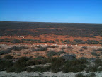 Jun 21 - Nullabor (Treeless) Plain
