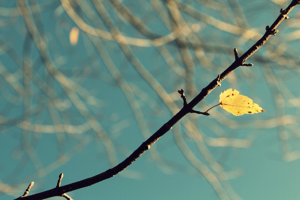 [last%2520leaf%255B5%255D.jpg]