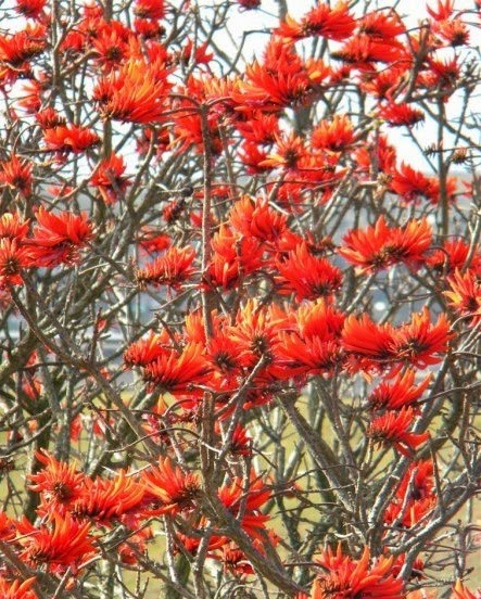 [Erythrina_lysistemon%255B3%255D.jpg]