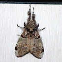 Tussock Moth