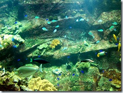 2004.08.25-021 aquarium tropical