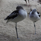 Il y a également une volière avec des oiseaux unijambistes.