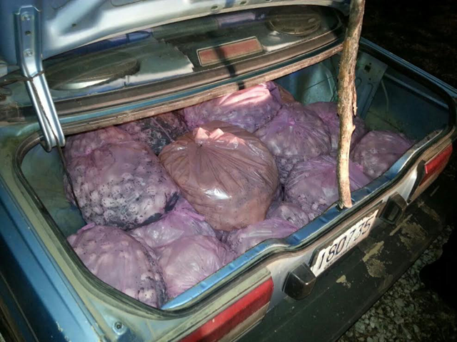 9,400 sea turtle eggs were found in the trunk of a car outside Nicoya, Guanacaste, on 9 September 2014. Photo: Costa Rica Public Security Ministry