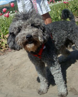 Mini Silver Labradoodle