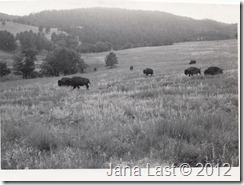 Bison in Yellowstone National Park Wyoming 1952
