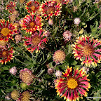 Gallardias Gallardias