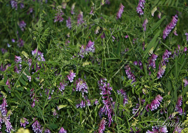[flowers-purple2.jpg]