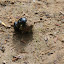 Two beetles rolling a ball of mud (dung?)