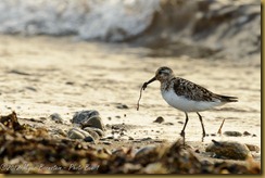 Sanderling