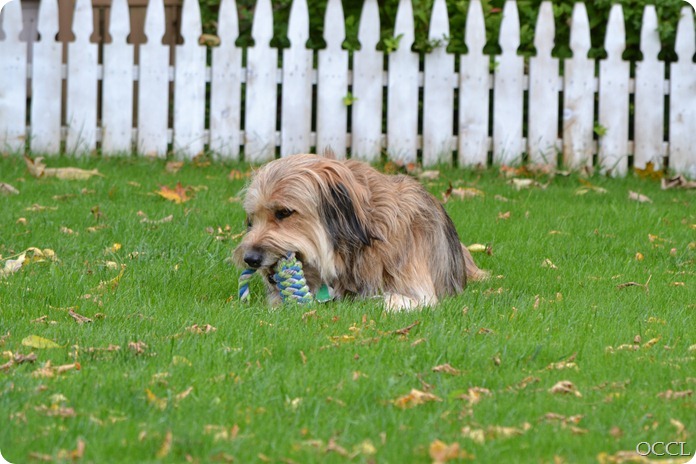 DSC_4161 DSC_4161