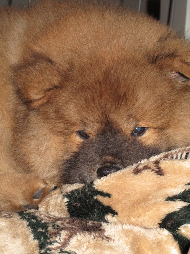 That's right, sleepy head.  Open your eyes and see who is boss around here!  We're Sharkey and Francesca and WE rule this roost!  Don't even think about seizing the throne!