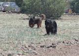 Blog - 2012 - Lizard hunt 4-19