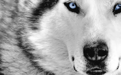 [تصویر:  Wolf_HD_Widescreen_Wallpaper_by_KK_J.jpg]