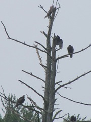 Buzzards N.Carver3