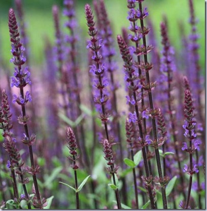 salvia-nemorosa-caradonna-71109-1 salvia-nemorosa-caradonna-71109-1