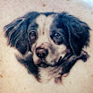 Dog #3