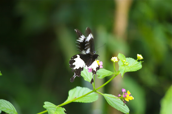 Papilio nephelus albolineatus FORBES, 1885. Sukau, 8 août 2011. Photo : J.-M. Gayman