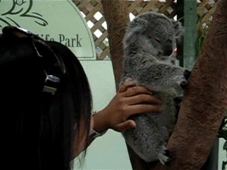TICKLINGKOALA