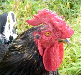 rooster portrait