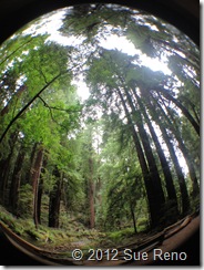 SueReno_MuirWoods SueReno_MuirWoods