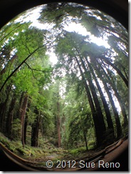 SueReno_MuirWoods