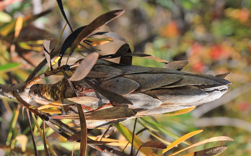 [121027_UCSCArboretum_Protea-neriifol%255B21%255D.jpg]