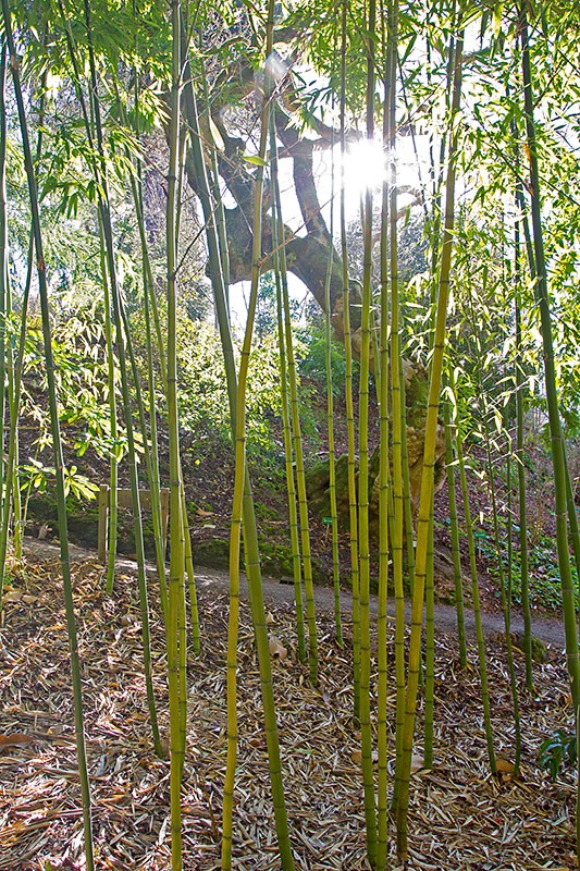 [111228_UCBG_Phyllostachys-vivax%255B3%255D.jpg]