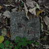 dsc03910.jpg