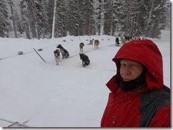 Dog sled 2014, snow 012 - Copy