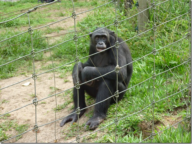bonobo