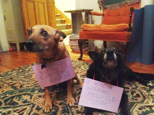 [dog-shaming-bad-13%255B2%255D.jpg]