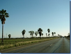 5861 Texas - US-77 South - palm trees alongside US-77