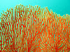  Koh Lipe Resimleri Fotoğrafları