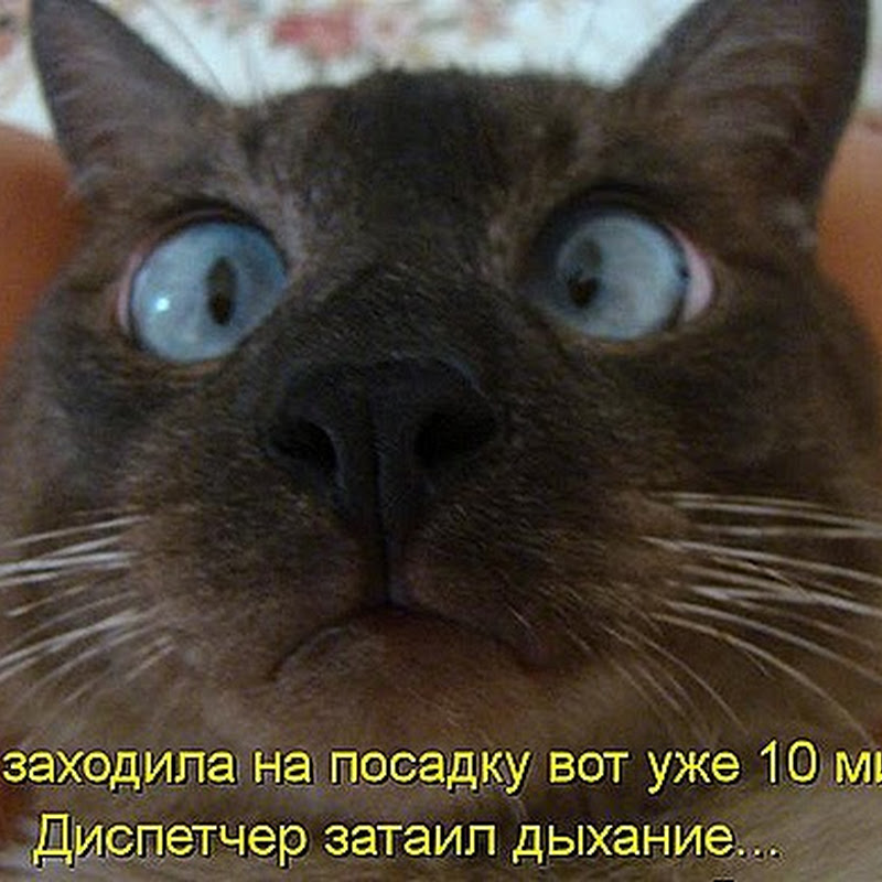 Котодром  (22.04.13)