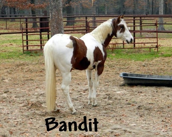 [Bandit%2520horse%25201%2520%25282%2529%255B12%255D.jpg]