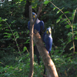 The Hyacinth Macaws at the Nashville Zoo 09032011a