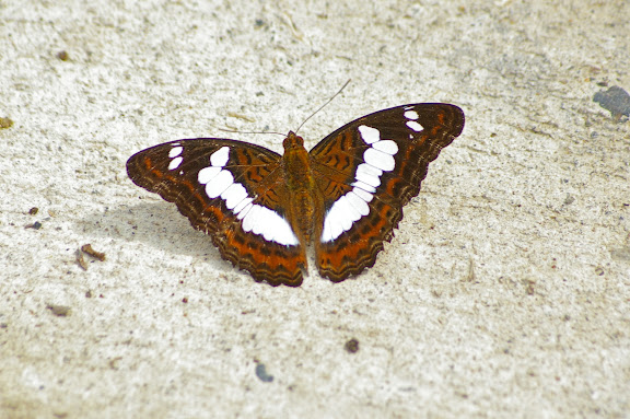Moduza procris agnata FRUHSTORFER, 1896. Poring (Sabah, Malaisie, Bornéo), 31 juillet 2011. Photo : J.-M. Gayman