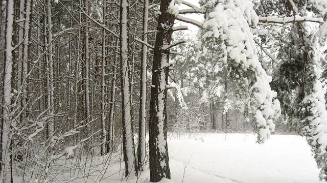 Image result for suusad männid talv