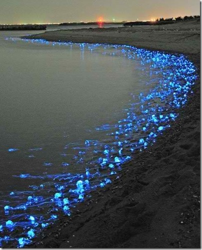 螢烏賊,螢光烏賊,Firefly Squid,螢火魷 螢烏賊,螢光烏賊,Firefly Squid,螢火魷