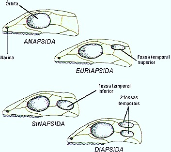 reptiles-classification-anapsida