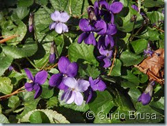 Viola alba x odorata