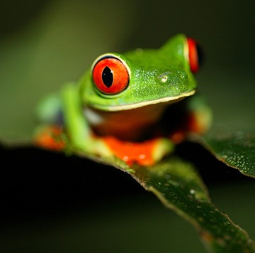 GREEN_FROG_8172