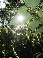 Santa Rosa Forest Preserve - Pucara